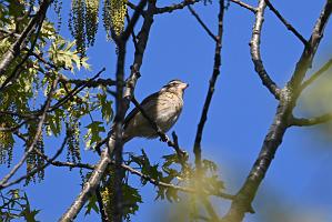 2025-05128197 Parker River NWR, MA